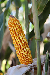 Photo - mature corn ear on stalk