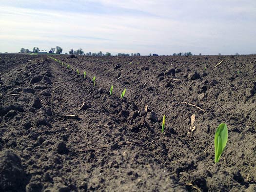 Row of emerging corn seedlings