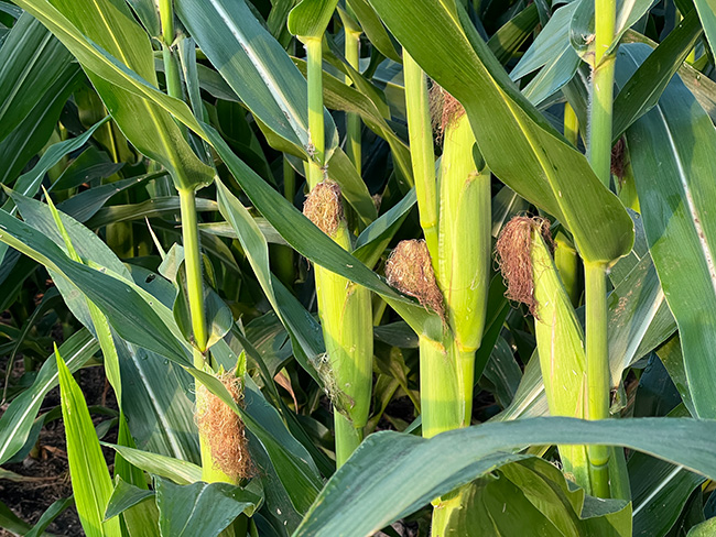 Photo - Corn ears on stalks in field - closeup