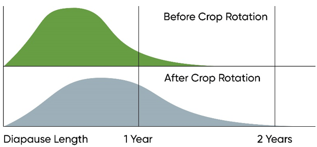 Northern corn rootworm populations exhibiting extended diapause have eggs that remain viable in the soil for two or more years before hatching allowing the insect population to survive until corn returns to the rotation.