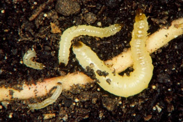 Newly-hatched corn rootworm larvae.