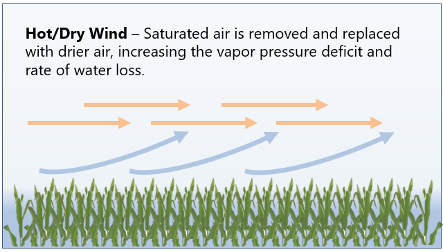 Illustration of the effect of arid wind on the microclimate of the crop canopy  - effects of hot, dry winds.