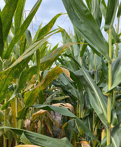 In the field - a gene-edited corn hybrid plant with multi-disease resistance next to a conventional isoline hybrid plant - middle of the growing season In the field - a gene-edited corn hybrid plant with multi-disease resistance next to a conventional isoline hybrid plant - middle of the growing season