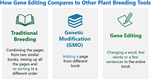 Illustration - plant genome editing - like changing a word or a few words in an entire book Illustration - plant genome editing - like changing a word or a few words in an entire book