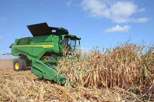 Photo - Corn harvest operation - green combine