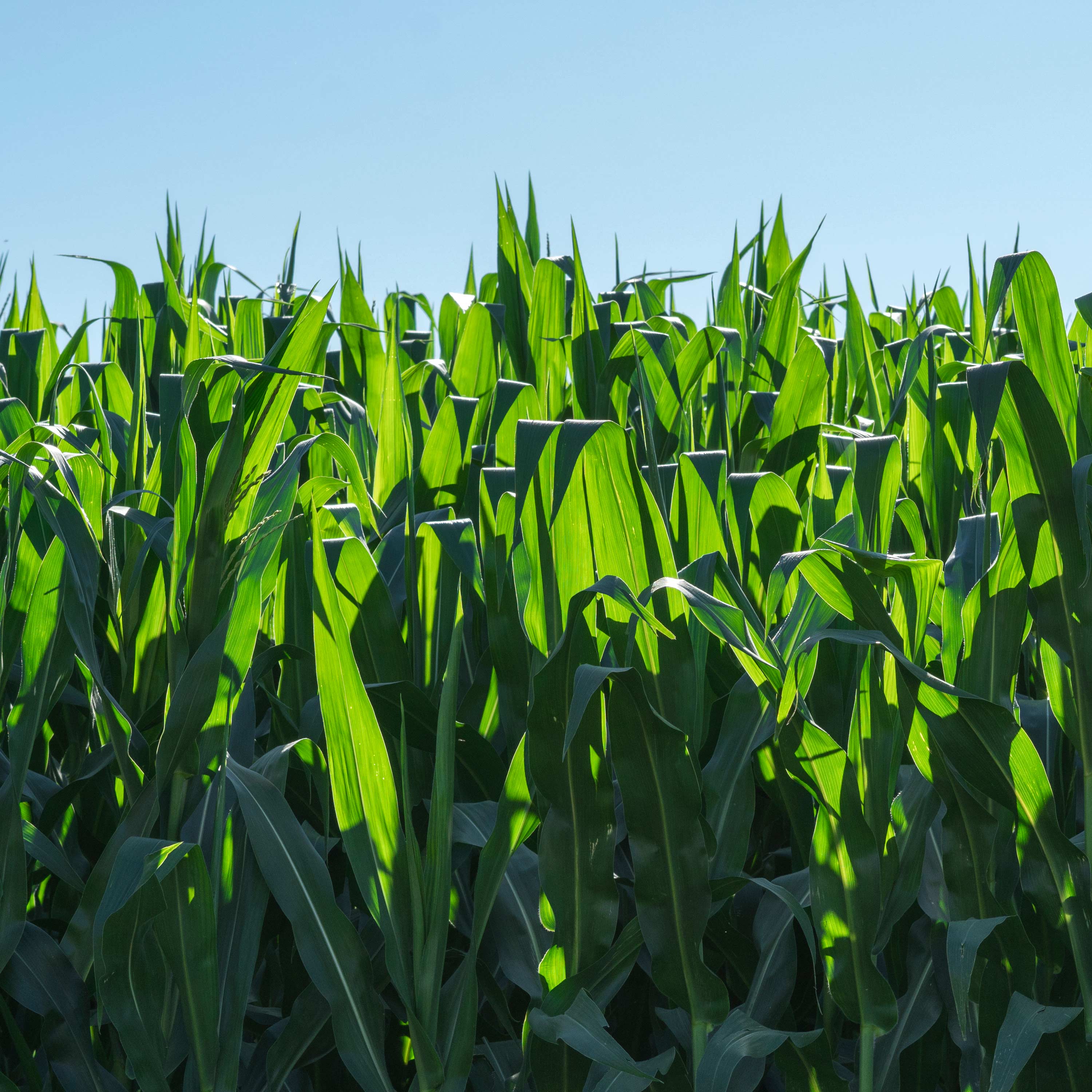 Stop the Clock on Crop Disease