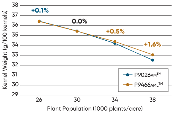 Kernel weight of several Pioneer brand hybrids