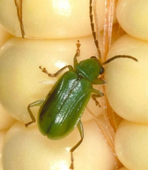 Northern Corn Rootworm - has a solid green color