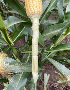Photo - corn plant ear shank - nodes and internodes