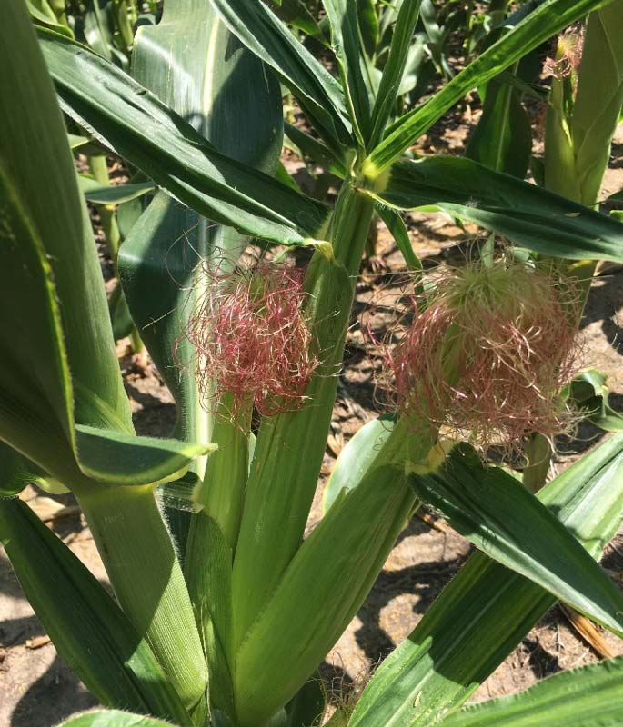 Photo - Corn plant with a primary ear that has failed to produce silks.