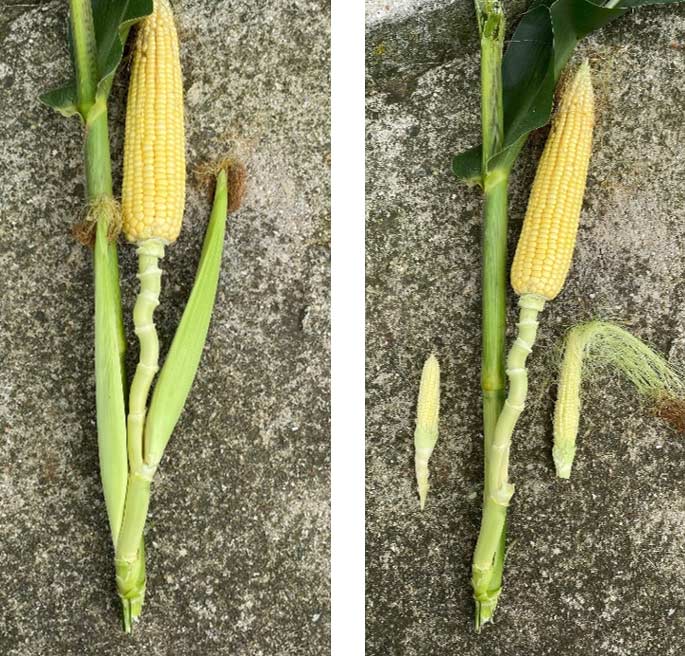 Photo - Corn plant with a well-developed primary ear and two secondary ears growing from lower nodes on the ear shank.