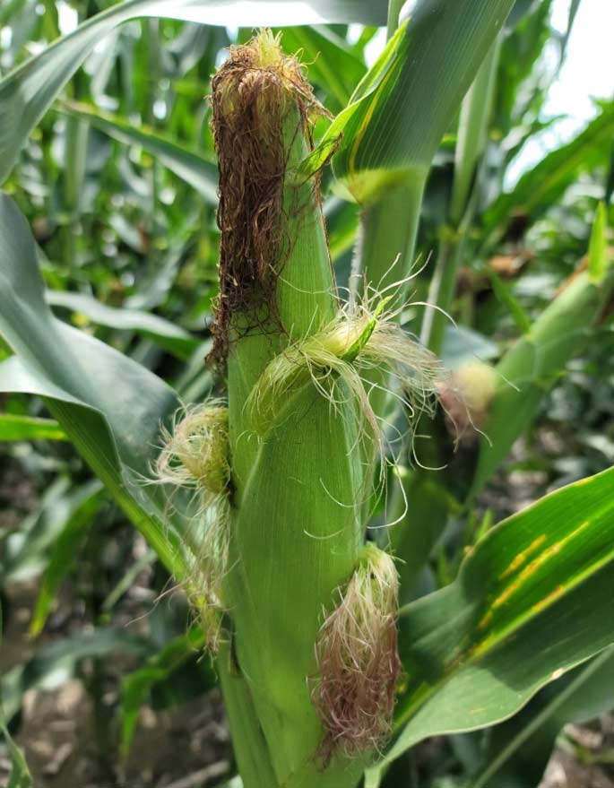 Photo -  Corn ear with a primary ear and multiple secondary ears growing from the same ear shank.