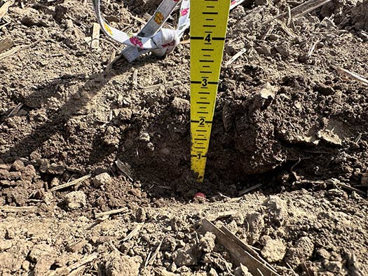 Uniform planting depth is important for placing all seeds into consistent temperature and moisture conditions.