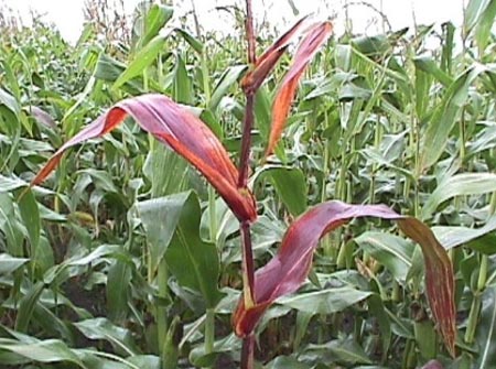 Photo - Late-season purpling on a corn plant