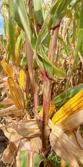 Photo - Late-season purpling on cornstalks