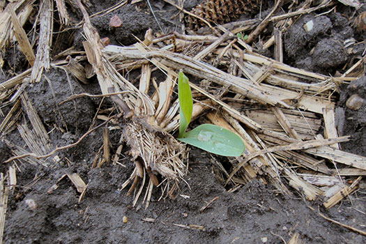 Residue over the furrow can create uneven soil temperature and can be a physical obstruction for emerging seedlings.