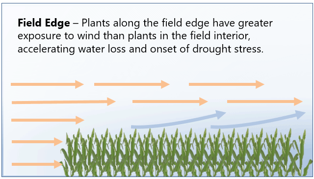 Illustration of the effect of arid wind on the microclimate of the crop canopy - along field edges.