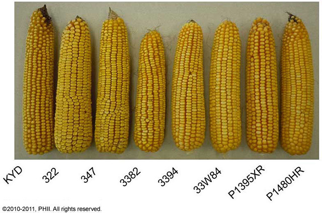 Corn ear size comparison among plots planted at 12,000 plants per acre