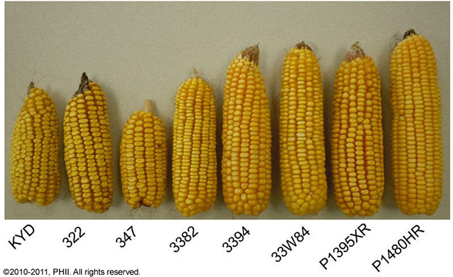 Corn ear size comparison - older and newer hybrids