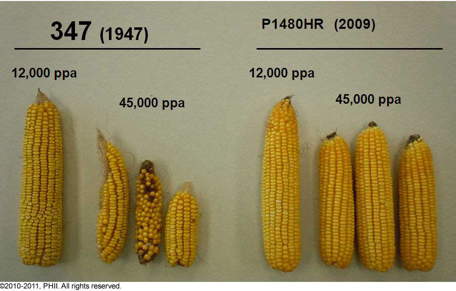 Comparison - ear size of newer hybrid to one available in 1947