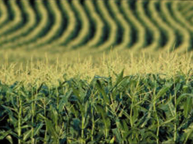 Cornfield - aerial view - tasseling