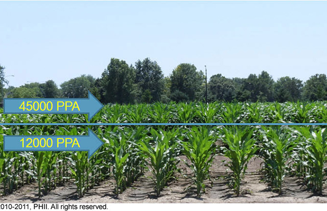 Cornfield - early season plant height comparison