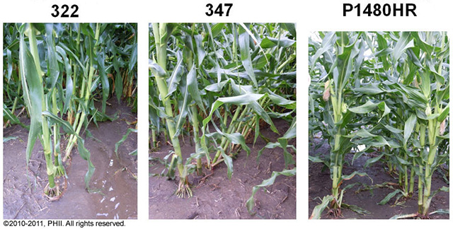 Corn plants damaged from root lodging