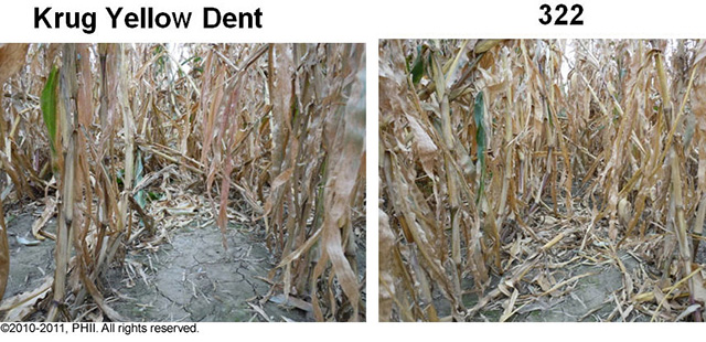Krug Yellow Dent and 322 corn plants - root lodging damage