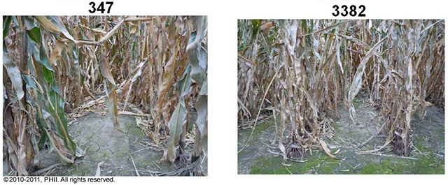 347 and 3382 corn plants - root lodging damage