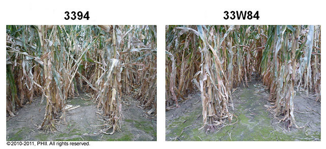 3394 and 33W84 corn plants - root lodging damage
