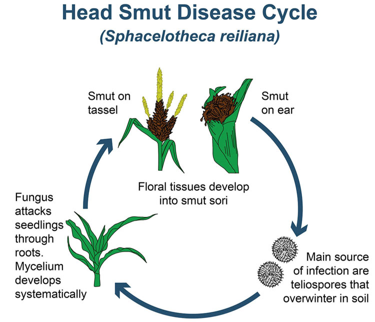 Diagram - head smut disease cycle.