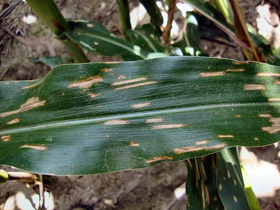 As gray leaf spot develops, lesions become blockier and more gray in color