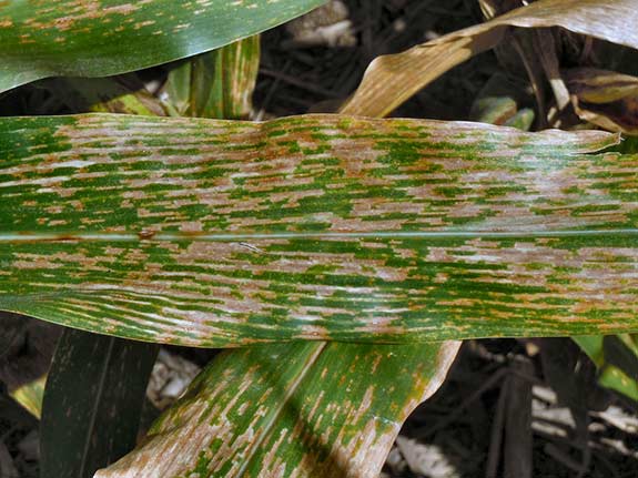 As gray leaf spot progresses lesions will coalesce and form larger necrotic areas