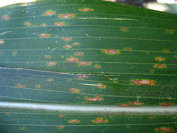 GLS lesions begin as small necrotic spots with chlorotic halos