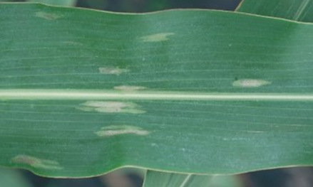 Photo - Corn leaf - Susceptible response, early NCLB lesions.