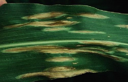 Photo - Corn leaf- Susceptible response, later lesions.
