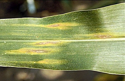 Photo - Corn leaf - resistant NCLB response.