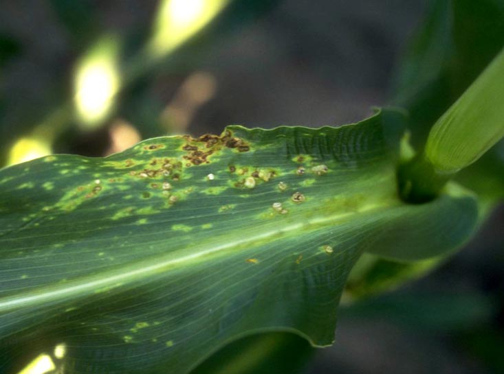 Photo - corn leaf showing common smut symptoms.