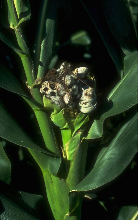 Photo -  Mature common smut galls on corn ear.