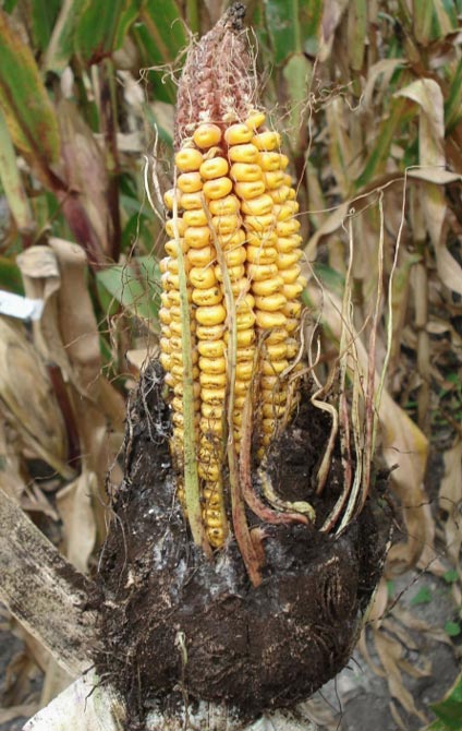 Photo - Corn ear showing head smut symptoms.