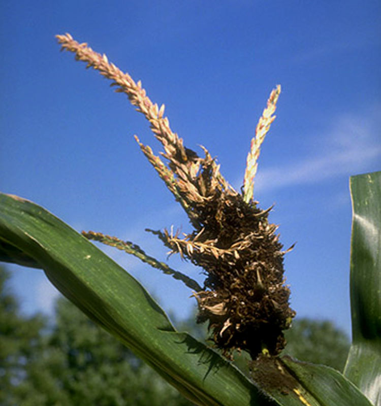 Photo -  Corn plant tassel covered with sori of head smut.