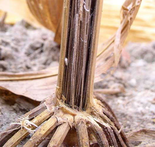 Charcoal rot symptoms at the base of corn stalk - closeup