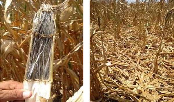 Charcoal rot symptoms in corn stalk and in downed corn in field