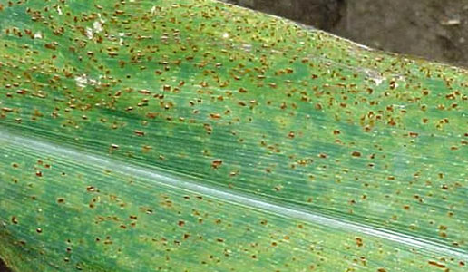 Photo - Common rust lesions on corn leaf - early stages of disease