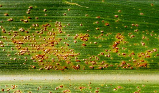 Photo - common rust on corn leaf - later disease stage