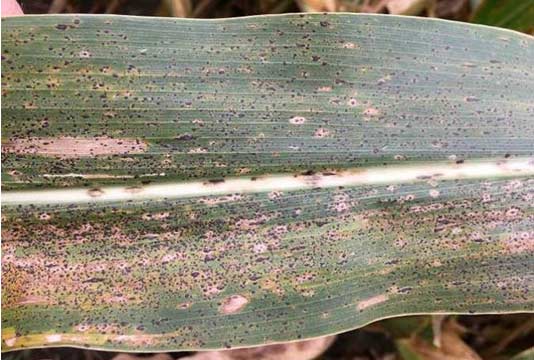 Photo - Corn leaf under magnification showing dense coverage with tar spot ascomata.