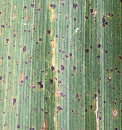 Corn leaves infected with tar spot in a field in Illinois in 2018. Corn leaves infected with tar spot in a field in Illinois in 2018.