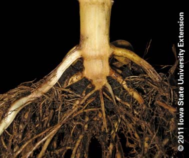 Crown refers to the base of the corn stalk where the nodal roots connect to the stalk.