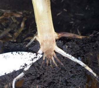 Split corn stalk showing infection in the crown and root tissue.