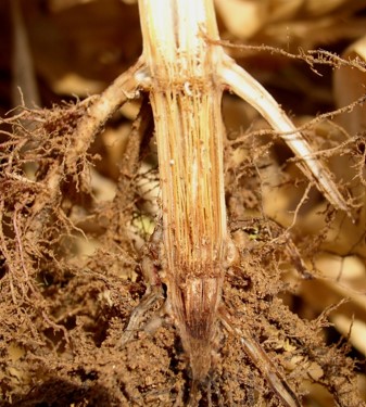 Crown rot of corn in a mature corn plant.